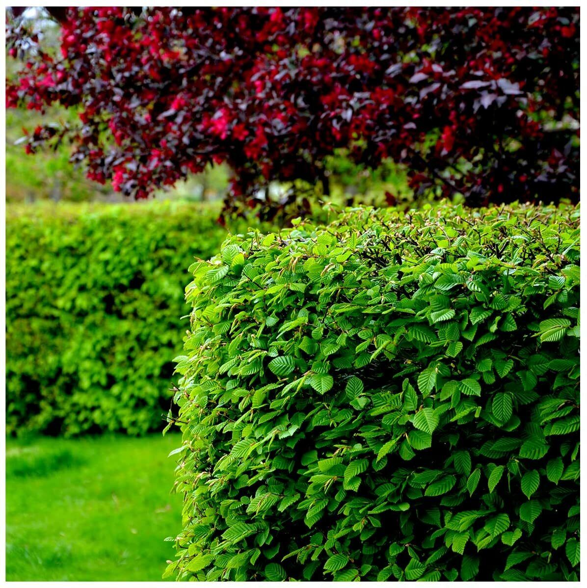 20 Native Hornbeam Hedging Plants 40-60cm Trees Hedge,2ft,Good For Wet Ground Bare rooted