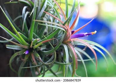 Air Plants 5 Mixed Tillandsia - Large Plants - Indoor House Plants