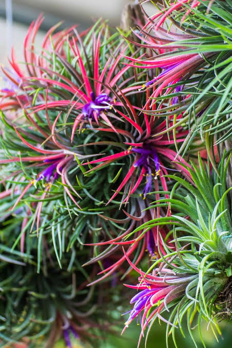 Air Plants 5 Mixed Tillandsia - Large Plants - Indoor House Plants