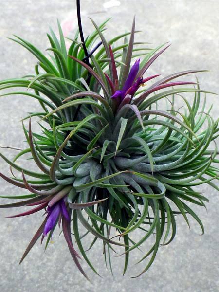 Air Plants 5 Mixed Tillandsia - Large Plants - Indoor House Plants