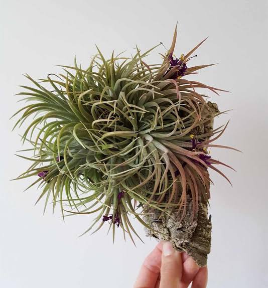 Air Plants 5 Mixed Tillandsia - Large Plants - Indoor House Plants