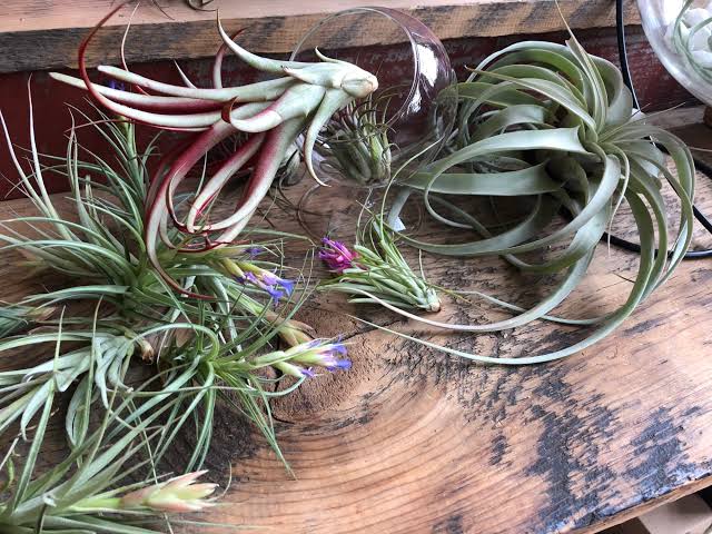 Air Plants 5 Mixed Tillandsia - Large Plants - Indoor House Plants