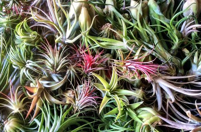 Air Plants 5 Mixed Tillandsia - Large Plants - Indoor House Plants