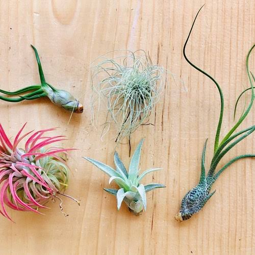 Air Plants 5 Mixed Tillandsia - Large Plants - Indoor House Plants