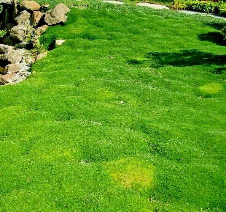 Irish Moss Sagina Subulata - lawn - perennial - 1300x Seeds