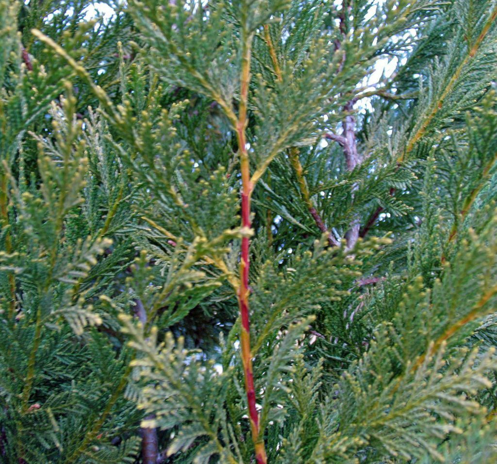 50 Green Leylandii / Leyland Cypress Hedging apx 30-45cm Tall