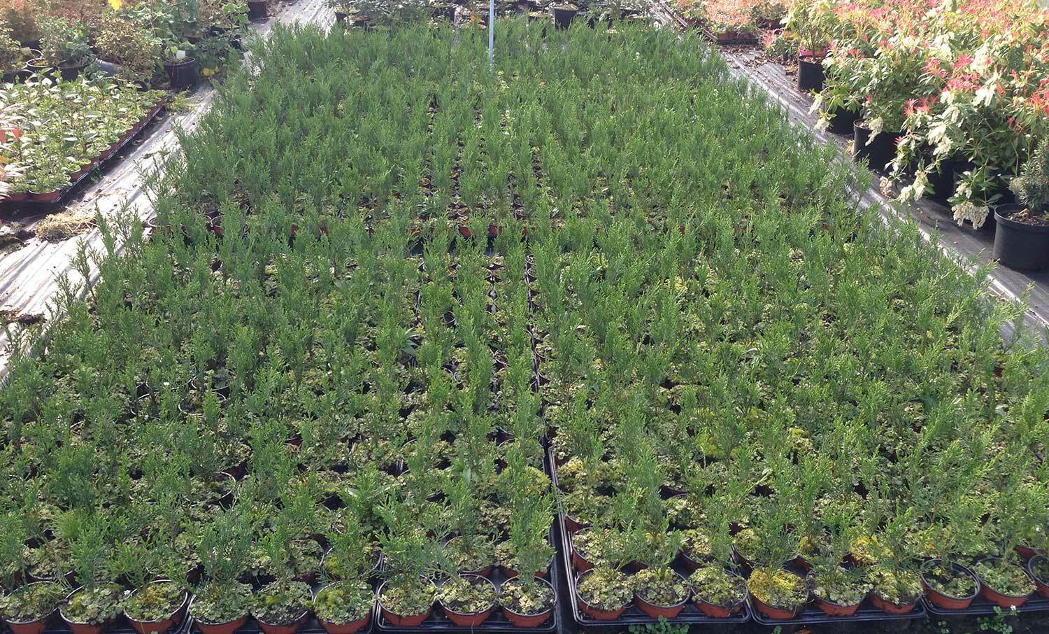 50 Green Leylandii / Leyland Cypress Hedging apx 30-45cm Tall