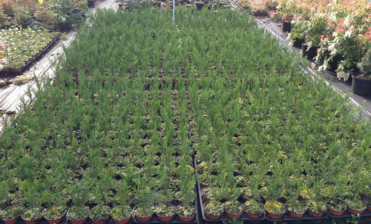 50 Green Leylandii / Leyland Cypress Hedging apx 30-45cm Tall