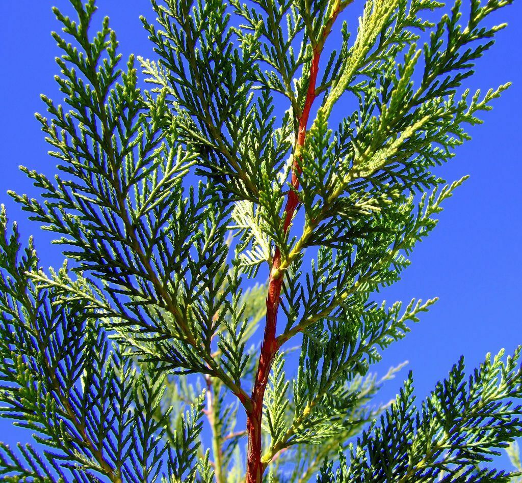 50 Green Leylandii / Leyland Cypress Hedging apx 30-45cm Tall