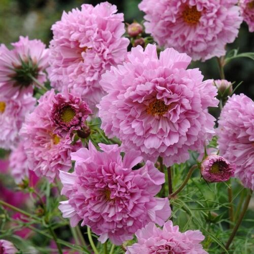 25 Fizzy Pink Cosmos Seeds