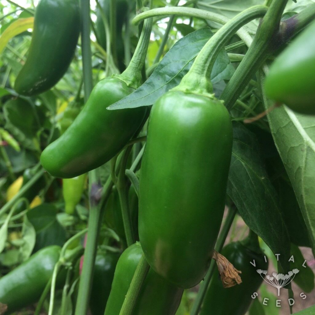 HOT CHILLI PEPPER JALAPENO VIABLE FRESH SEEDS 20 seeds