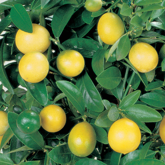 Lemon Tree Fruit Bush Citrus Plants Dwarf Citrus x Limon Meyer in 9cm Pots