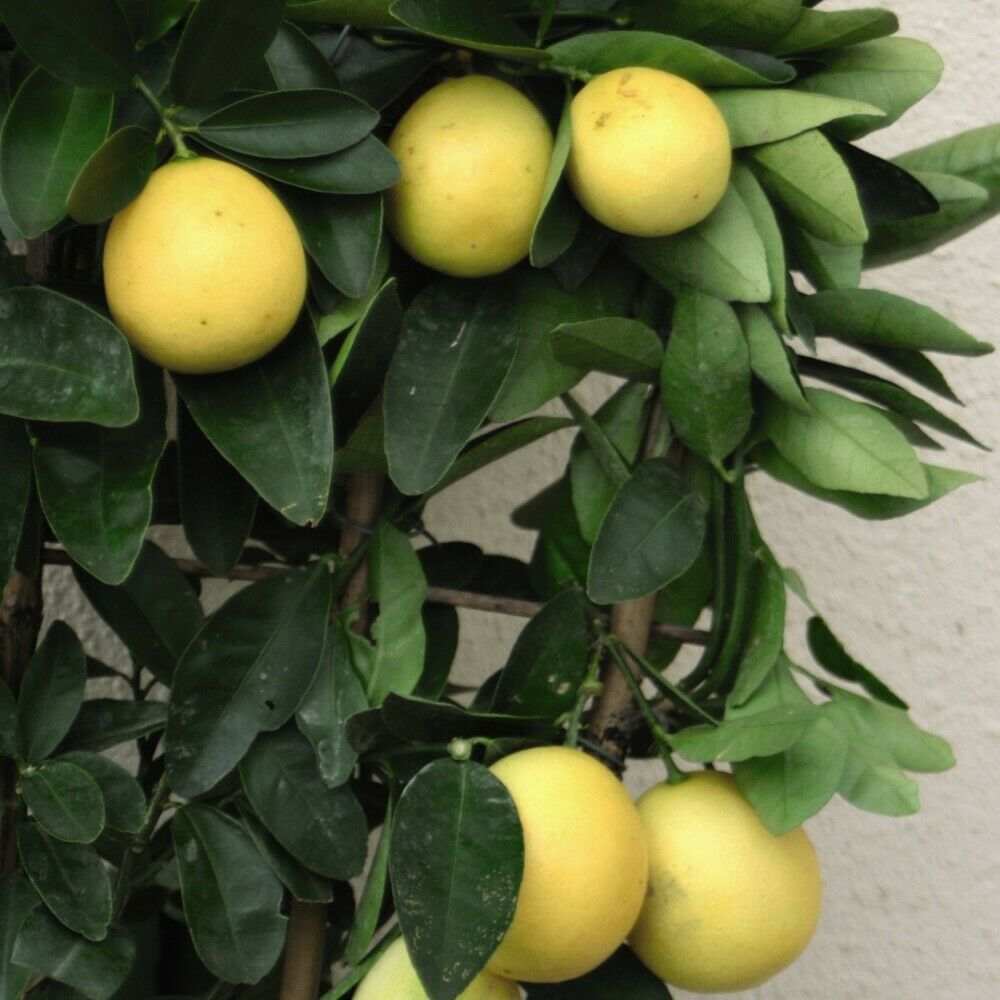 Lemon Tree Fruit Bush Citrus Plants Dwarf Citrus x Limon Meyer in 9cm Pots