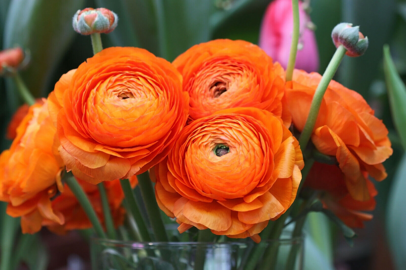 Ranunculus asiaticus Orange - 20 bulbs