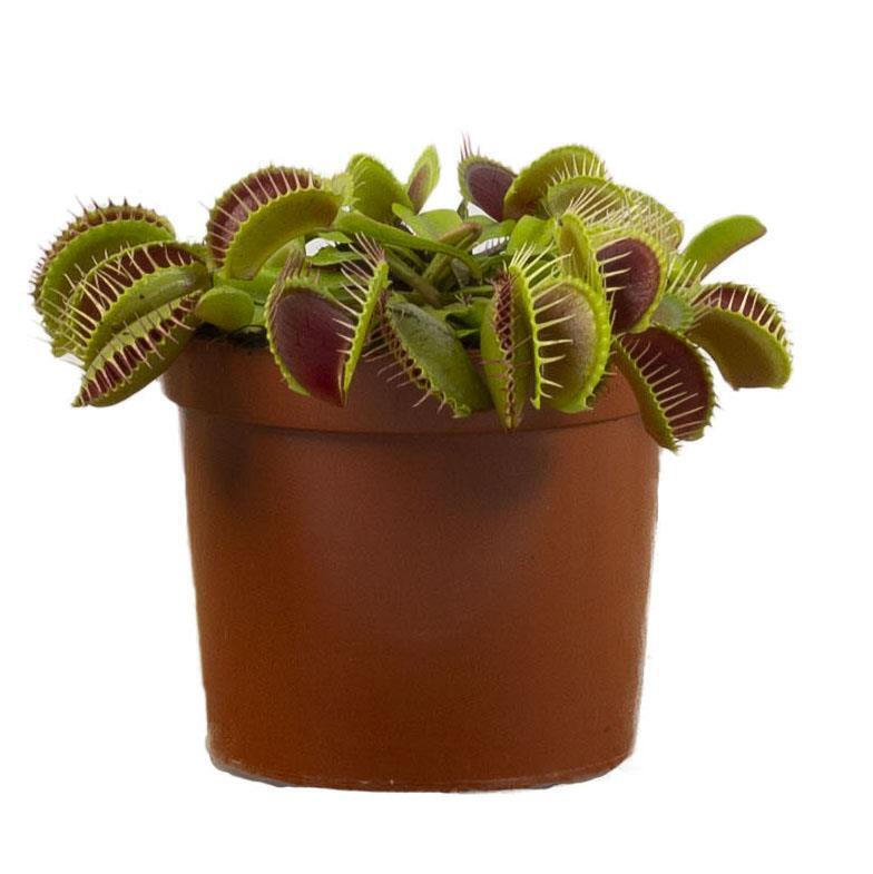 Venus Fly Trap Dionaea Muscipula 8-10 cm high