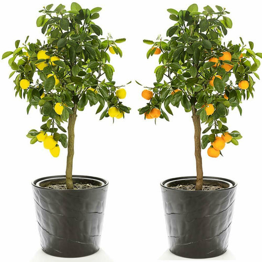 Potted Citrus Tree Collection Garden Fruit Xmas Gift Wrapped 3 x 9cm Pots