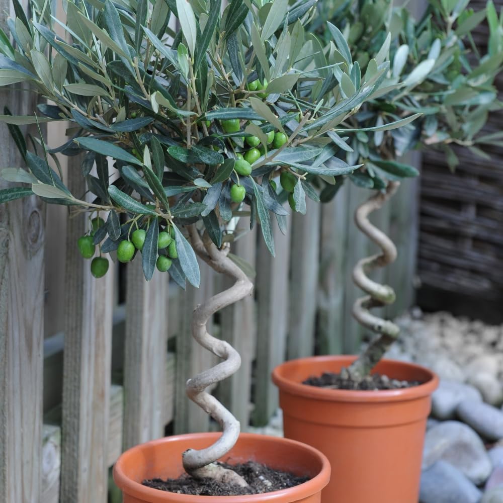 Olive Tree with Spiral Stem - Hardy Shrub - Grey Green Foliage - Low Maintenance Garden - Easy to Grow - Evergreen Plant - Ideal Doorway Display - Edible Fruit - 2X 20cm Pot