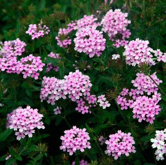 Verbena plug plants lavender flower garden perennial pot patio planter pack of 3