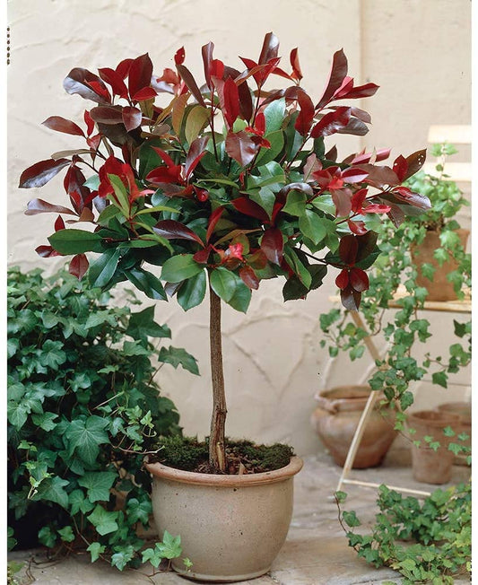 Photinia Red Robin Tree Standard Plants Hardy Red Evergreen Outdoor Garden Plant for Patios & Outdoors Baring Red Foliage