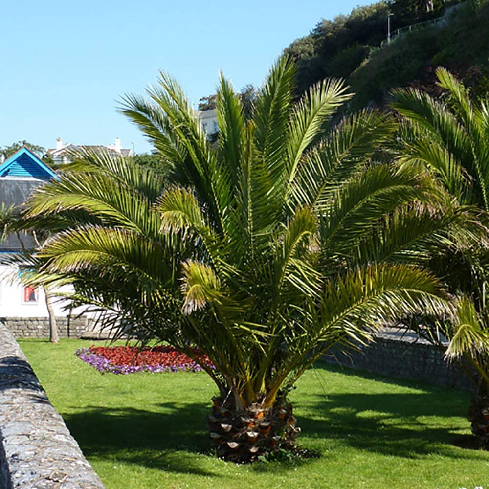 Hardy Phoenix Palm, 2 Trees 60-80cm 15cm pot Tall Pot Exotic Patio Plants