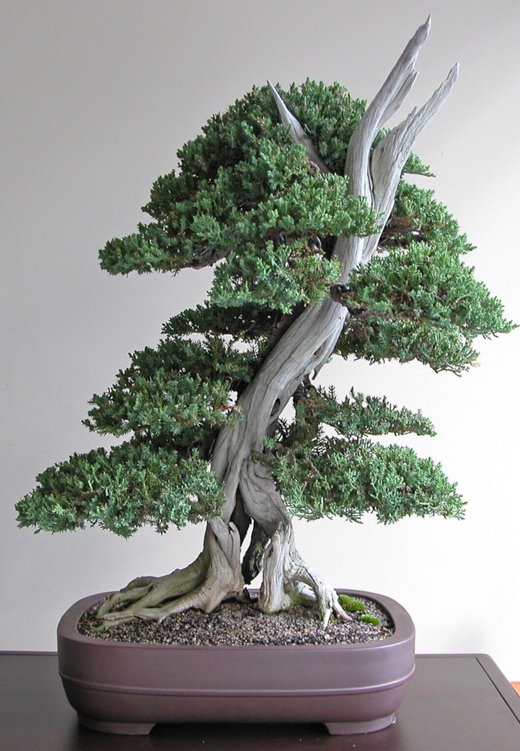 Rare Juniper Bonsai Tree Seeds, Japanese Juniper Bonsai 10 seeds