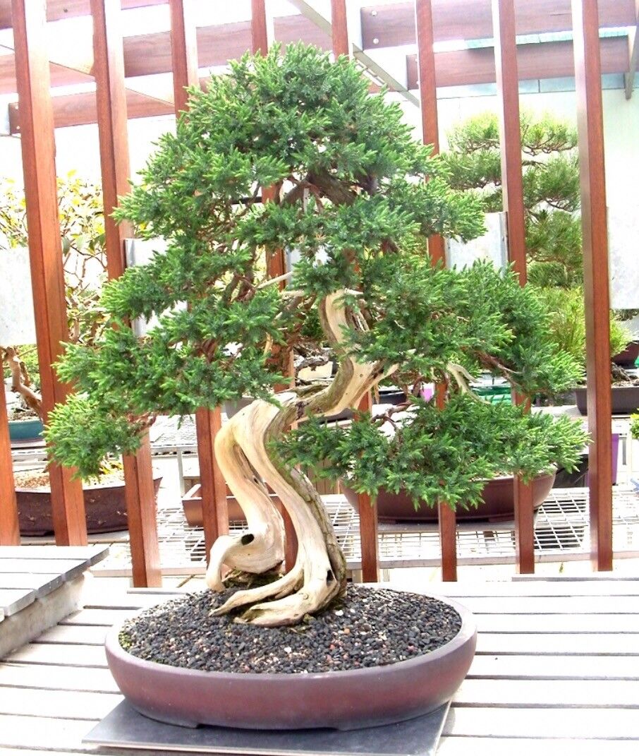 Rare Juniper Bonsai Tree Seeds, Japanese Juniper Bonsai 10 seeds