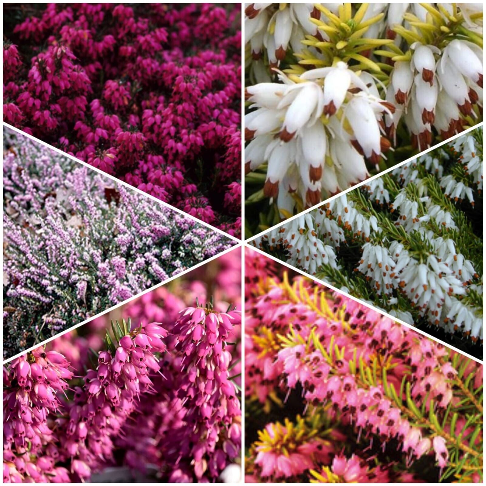 6 X MIXED WINTER HEATHERS COLOURFUL FLOWERING WINTER MIX PLANTS