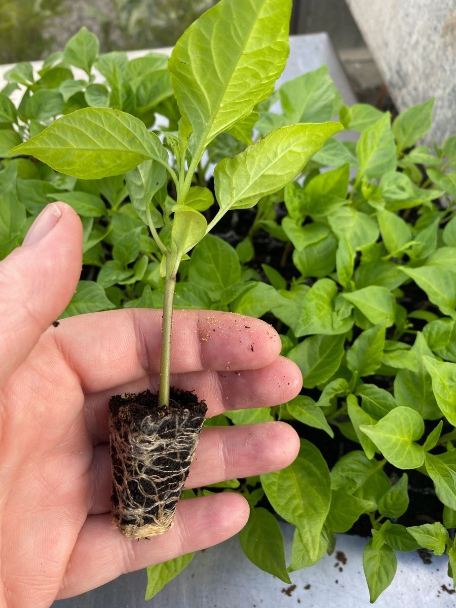 One Carolina Reaper Chilli Plug Plant (SUPER HOT)