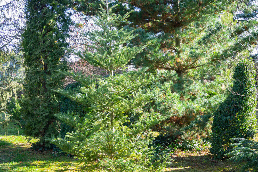 1 Korean Fir Tree / Abies Koreana, Very Popular Ornamental Plant