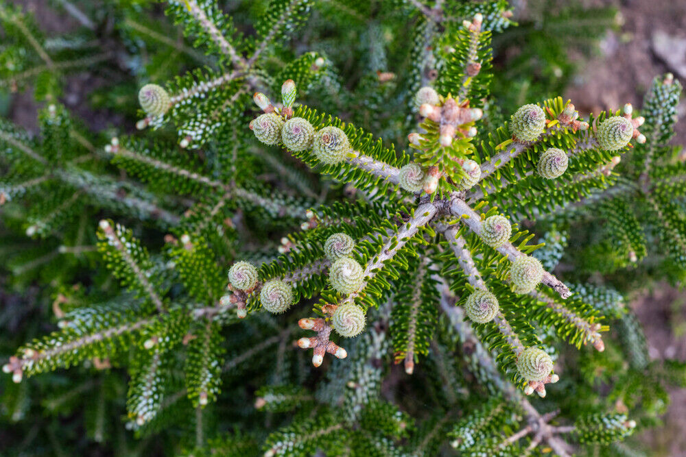 1 Korean Fir Tree / Abies Koreana, Very Popular Ornamental Plant