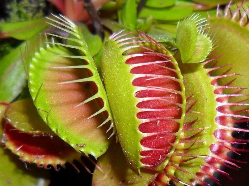 Venus Fly Trap Dionaea Muscipula 8-10 cm high