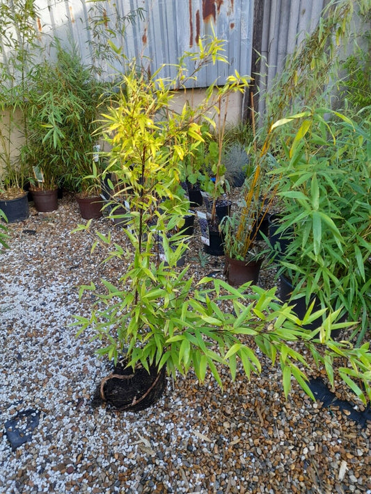 Phyllostachys Nigra Black Stem Bamboo Large Clump 2-3Stems APPROX 1-1.2m tall