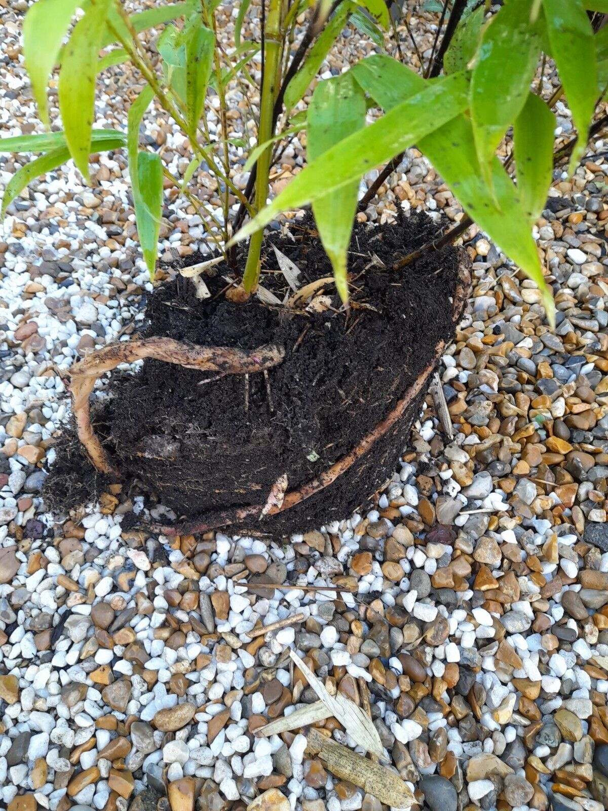 Phyllostachys Nigra Black Stem Bamboo Large Clump 2-3Stems APPROX 1-1.2m tall