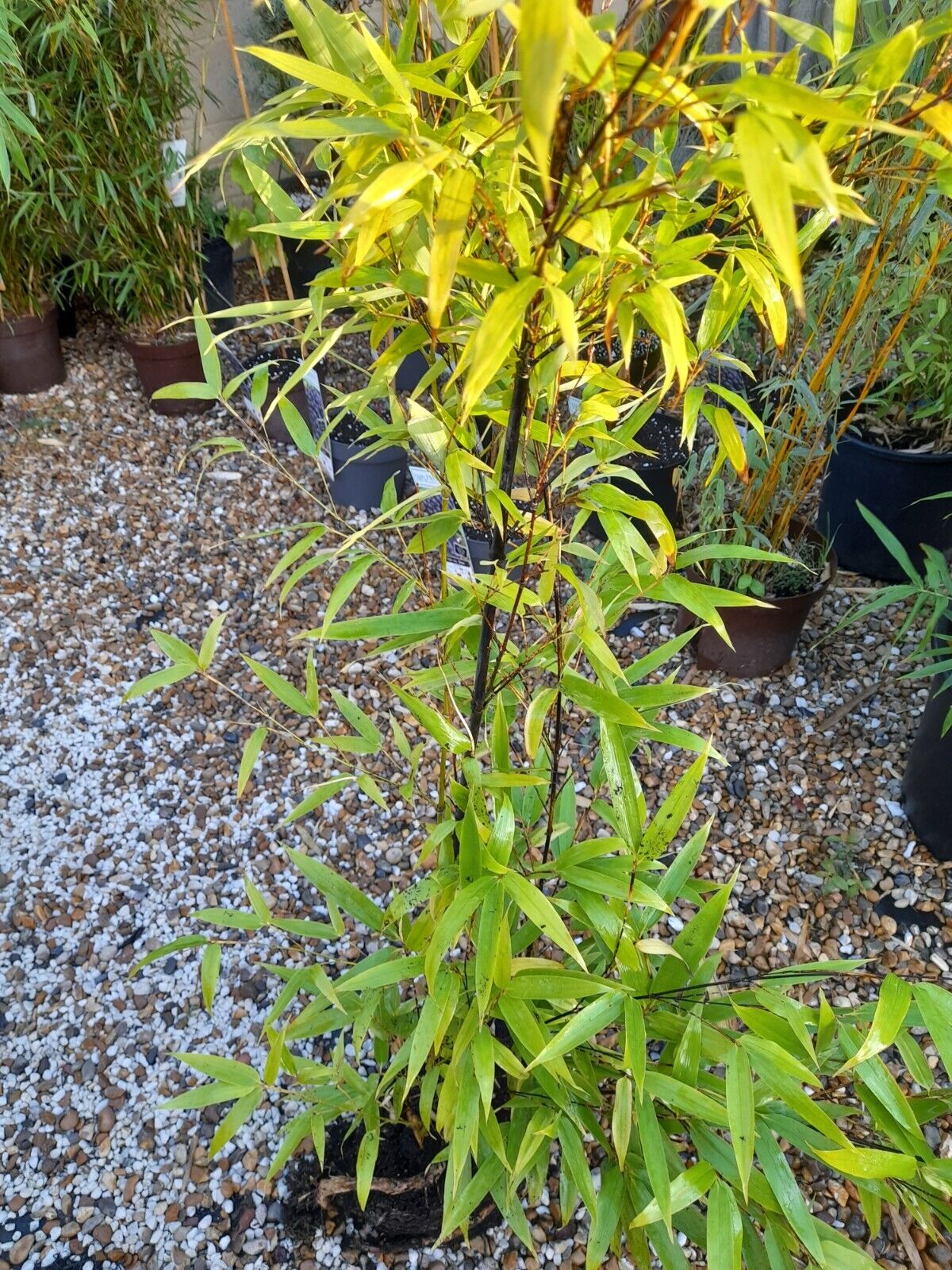 Phyllostachys Nigra Black Stem Bamboo Large Clump 2-3Stems APPROX 1-1.2m tall