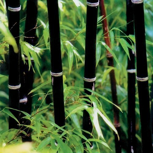 Phyllostachys Nigra Black Stem Bamboo Large Clump 2-3Stems APPROX 1-1.2m tall