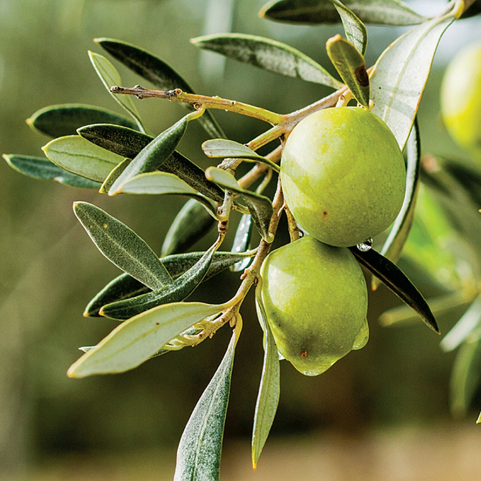 Olive 'Olea Europa' Tree | Hardy Ornamental Potted Trees for Small Gardens 2-3ft