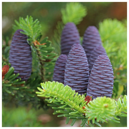 1 Korean Fir Tree / Abies Koreana, Very Popular Ornamental Plant