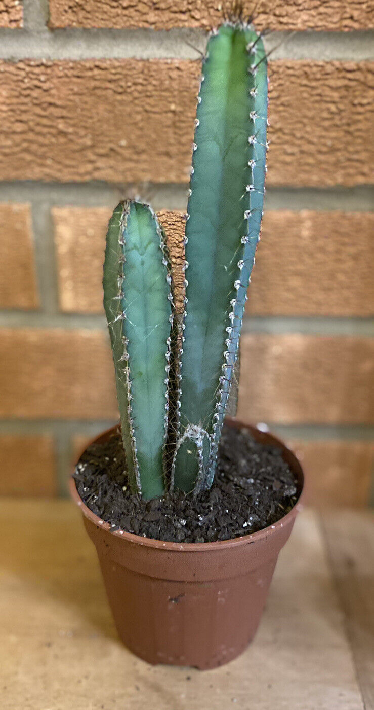 cereus forbseii cactus office/home/indoor (x1 12cm potted cacti)