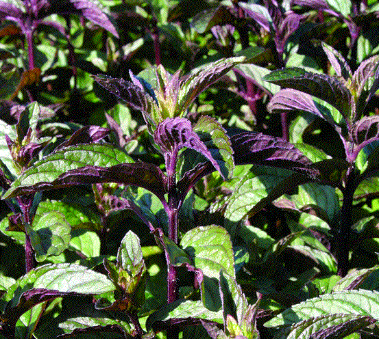 Mint Peppermint Black Very Aromatic Herb plant x 9cm pots Established plant