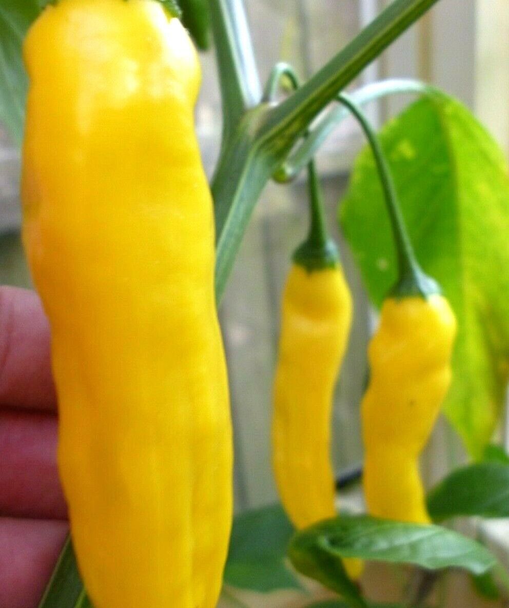 Aji Lemon Drop Chili Chilli Hot Pepper Seeds 10 seeds