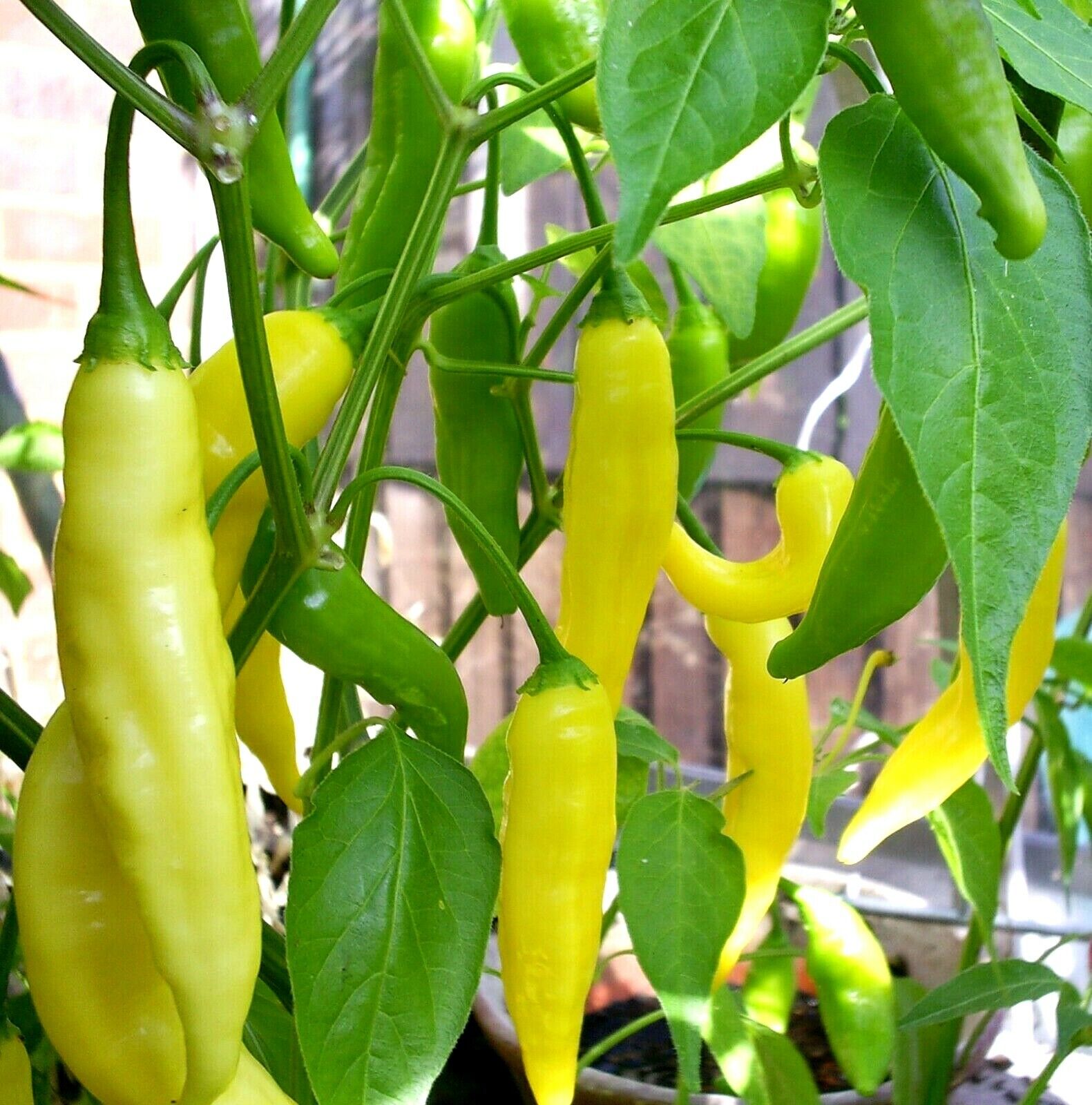 Aji Lemon Drop Chili Chilli Hot Pepper Seeds 10 seeds