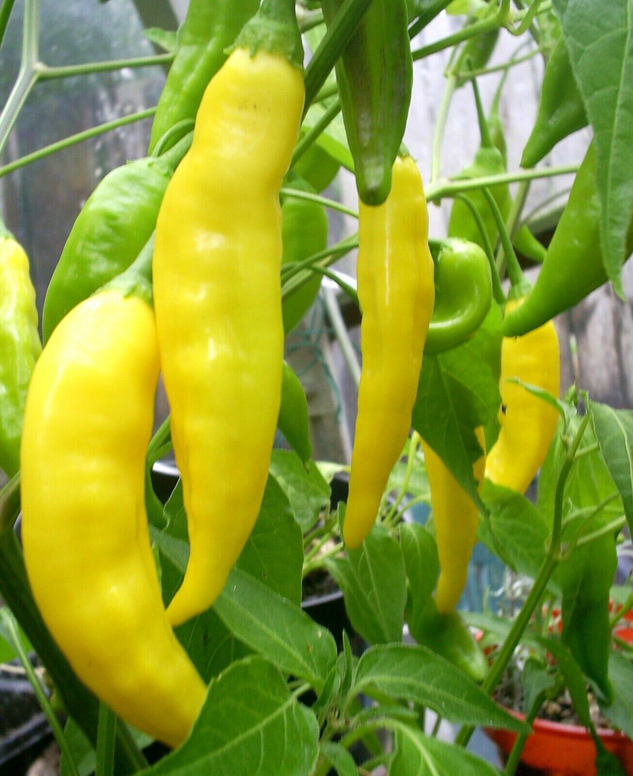 Aji Lemon Drop Chili Chilli Hot Pepper Seeds 10 seeds