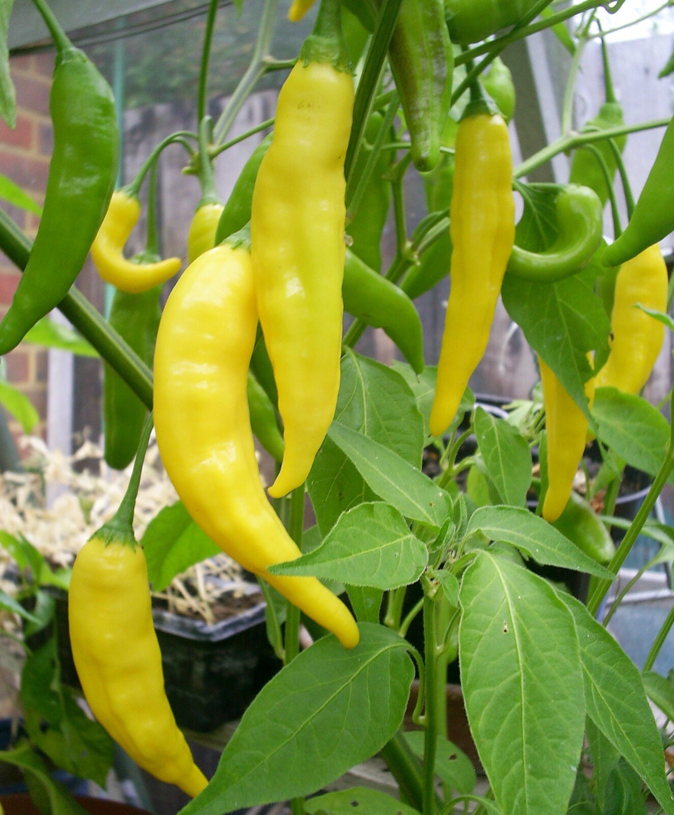 Aji Lemon Drop Chili Chilli Hot Pepper Seeds 10 seeds