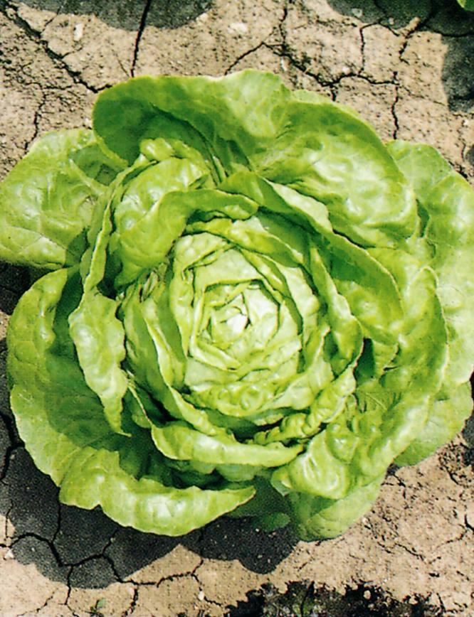 Vegetable - Lettuce - Winter Arctic King - 300 Seeds - Economy