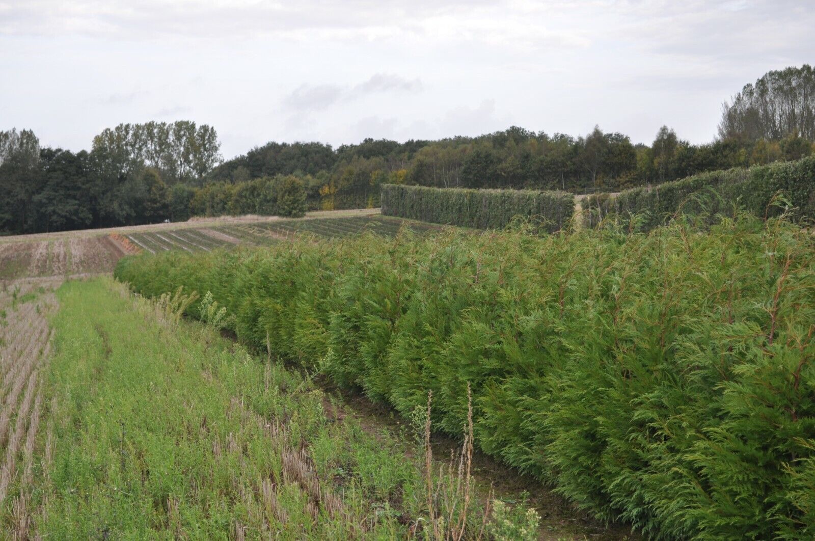 10 - 60-90CMS Green Leylandii Hedging Conifers Evergreen Ready to Plant