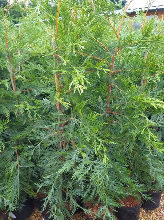 5 x GREEN LEYLANDII HEDGING CONIFER PLANTS, 3 FOOT TREES 2 LT POT, HARDY