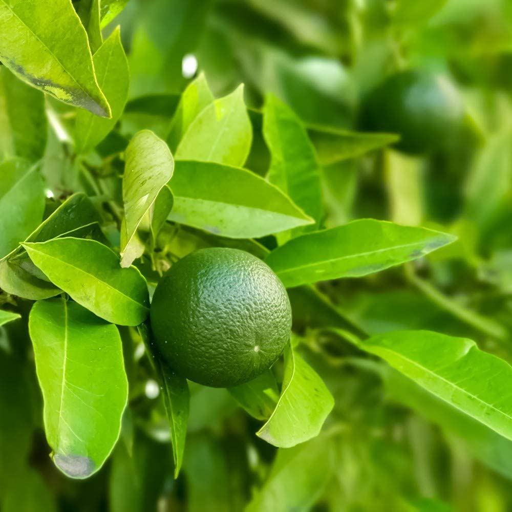 Lime Tree Citrus Fruit Houseplant Grow Your Own Fruit Plant for Home