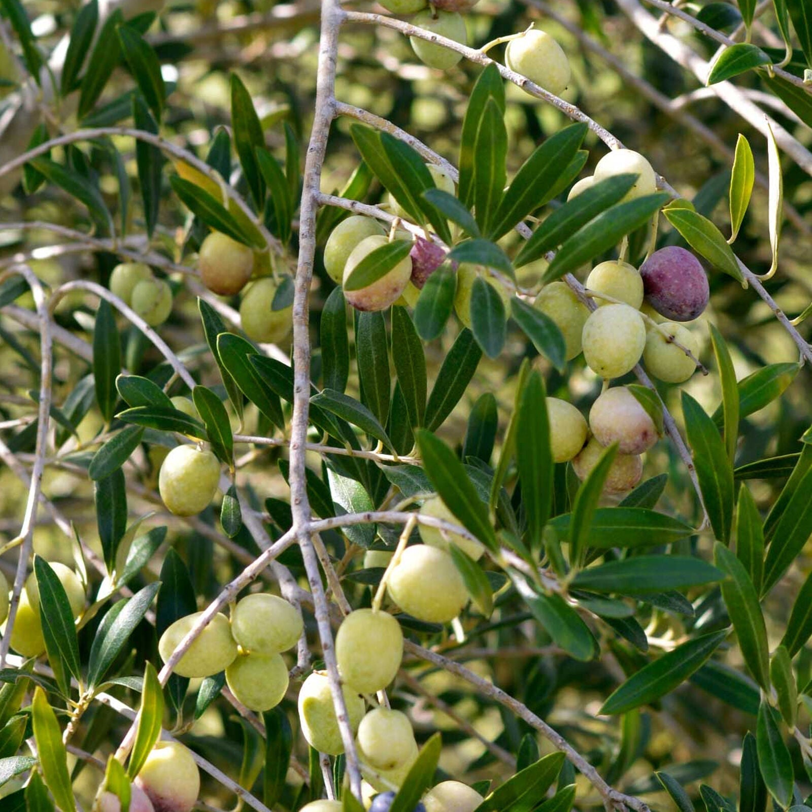 Olive 'Olea Europa' Tree | Hardy Ornamental Potted Trees for Small Gardens 2-3ft