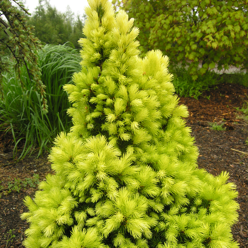 Picea glauca 'Daisy's White' Compact Evergreen Conifer Garden Plant | 9cm Pots