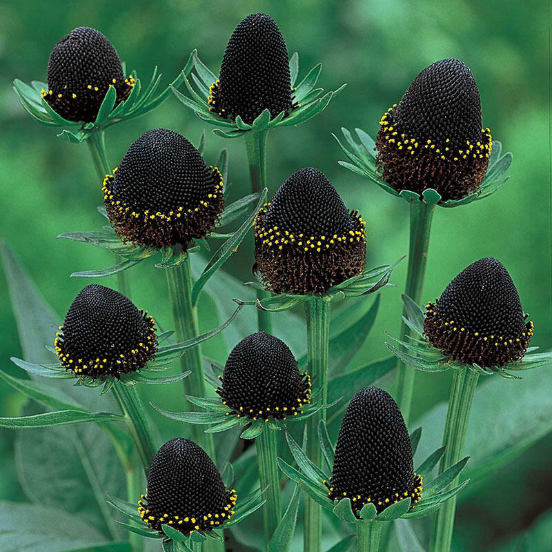 RUDBECKIA OCCIDENTALIS GREEN WIZARD FLOWER SEEDS 10 seeds